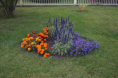 Tagetes patula, Salvia farinacea ve Lobelia erinus Eylül ayında çiçek açarlar. Kadife çiçekleri (