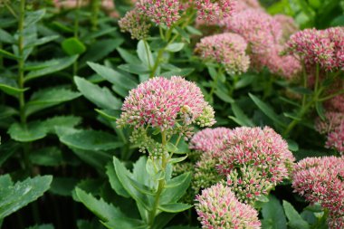 Avrupalı bir bal arısı Hylotelephium Spectabile çiçeklerinden nektar toplar, Syn. Sedum Spectabile, Eylül 'de. Batı bal arısı, Avrupa bal arısı, Apis mellifera bir haşerat böceği. Berlin, Almanya
