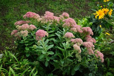 Avrupalı bir bal arısı Hylotelephium Spectabile çiçeklerinden nektar toplar, Syn. Sedum Spectabile, Eylül 'de. Batı bal arısı, Avrupa bal arısı, Apis mellifera bir haşerat böceği. Berlin, Almanya
