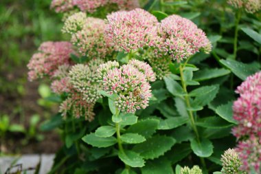 Avrupalı bir bal arısı Hylotelephium Spectabile çiçeklerinden nektar toplar, Syn. Sedum Spectabile, Eylül 'de. Batı bal arısı, Avrupa bal arısı, Apis mellifera bir haşerat böceği. Berlin, Almanya