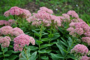 Hylotelephium Spectabile sonbaharda çiçek açar. Hylotelephium spectabile, syn. Sedum spectabile, Crassulaceae familyasından bir bitki türü. Berlin, Almanya 