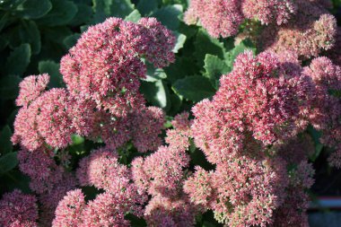 Hylotelephium Spectabile sonbaharda çiçek açar. Hylotelephium spectabile, syn. Sedum spectabile, Crassulaceae familyasından bir bitki türü. Berlin, Almanya 