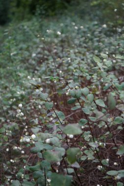 Symphoricarpos albusu Eylül 'de büyür. Symphoricarpos albus, hanımeli familyasından yaygın olarak bilinen bir bitki türüdür. Berlin, Almanya 