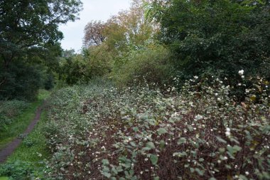 Symphoricarpos albusu Eylül 'de büyür. Symphoricarpos albus, hanımeli familyasından yaygın olarak bilinen bir bitki türüdür. Berlin, Almanya 