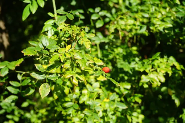 Red fruits, rose hips, hang on the branches of a wild rose bush Rosa canina in October. Rosa canina, commonly known as the dog rose, is a variable climbing, wild rose species. Berlin, Germany