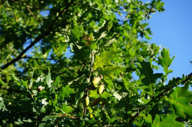 Eylül 'de meyveli Quercus Robur. Quercus robur, kayın ve meşe (Fagaceae) familyasından bir çicek türü. Berlin, Almanya 