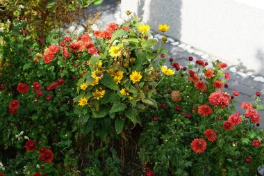 Helopsis helianthoides Ekim ayında kasımpatı koreanum ile çevrelenir. Heliopsis helianthoides, Asteraceae familyasından bir bitki türü. Berlin, Almanya