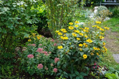 Hylotelephium Spectabile ve Heliopsis helianthoides Eylül ayında çiçek açarlar. Hylotelephium spectabile, Crassulaceae familyasından bir bitki türü. Berlin, Almanya 