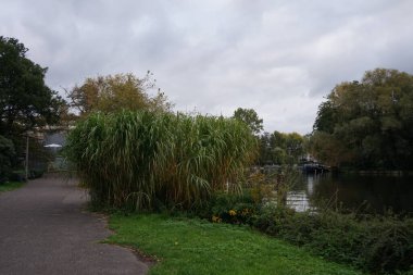 Miscanthus x giganteus Ekim ayında Spree Nehri yakınlarında yetişir. Miscanthus x giganteus, Miscanthus sinensis ve Miscanthus sacchariflorus 'un steril bir karışımıdır. Berlin, Almanya