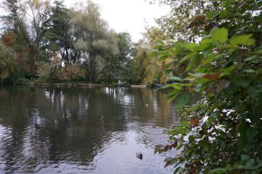 Ekim ayında Anas platyrhynchos ve Gallinula kloropus Spree Nehri boyunca yüzerler. Yaban ördeği (