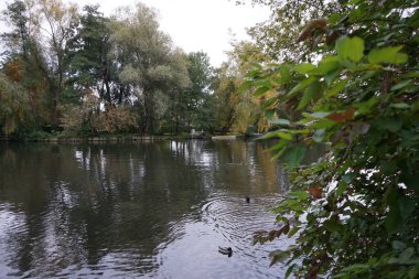Ekim ayında Anas platyrhynchos ve Gallinula kloropus Spree Nehri boyunca yüzerler. Yaban ördeği (