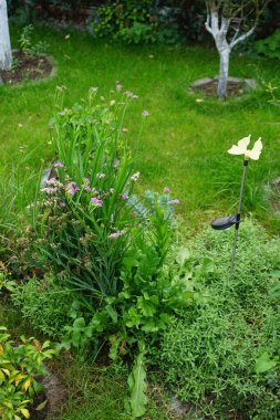 Limonyum sinuatum sonbaharda açar. Limonyum sinuatum (İngilizce: 