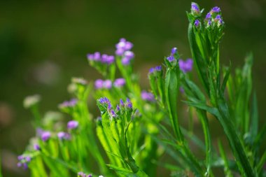 Limonyum sinuatum sonbaharda açar. Limonyum sinuatum (İngilizce: 