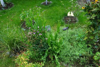 Limonyum sinuatum sonbaharda açar. Limonyum sinuatum (İngilizce: 