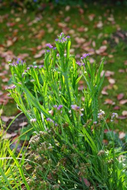 Limonyum sinuatum sonbaharda açar. Limonyum sinuatum (İngilizce: 