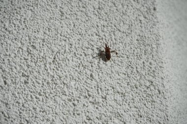 Leptoglossus occidentalis Ekim ayında bir evin dış duvarında bulunur. Batı kozalaklı kozalaklı böcek (