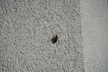 Leptoglossus occidentalis Ekim ayında bir evin dış duvarında bulunur. Batı kozalaklı kozalaklı böcek (