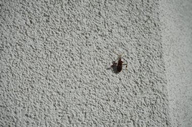 Leptoglossus occidentalis Ekim ayında bir evin dış duvarında bulunur. Batı kozalaklı kozalaklı böcek (