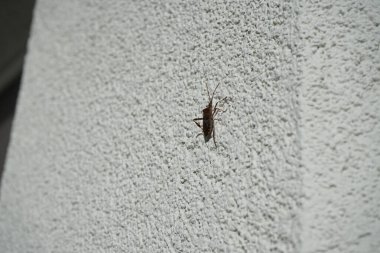 Leptoglossus occidentalis Ekim ayında bir evin dış duvarında bulunur. Batı kozalaklı kozalaklı böcek (