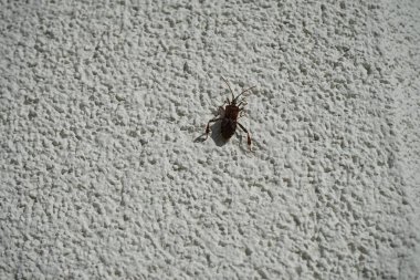 Leptoglossus occidentalis Ekim ayında bir evin dış duvarında bulunur. Batı kozalaklı kozalaklı böcek (