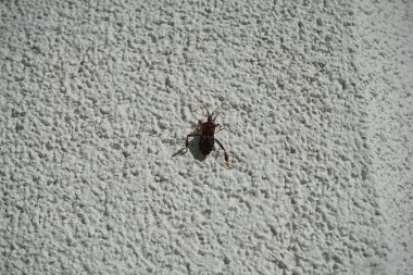 Leptoglossus occidentalis Ekim ayında bir evin dış duvarında bulunur. Batı kozalaklı kozalaklı böcek (