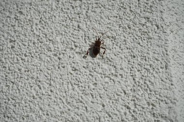 Leptoglossus occidentalis Ekim ayında bir evin dış duvarında bulunur. Batı kozalaklı kozalaklı böcek (