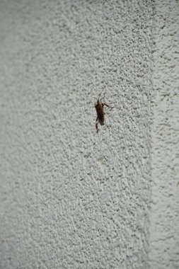 Leptoglossus occidentalis Ekim ayında bir evin dış duvarında bulunur. Batı kozalaklı kozalaklı böcek (