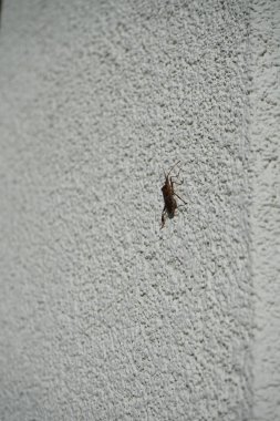 Leptoglossus occidentalis Ekim ayında bir evin dış duvarında bulunur. Batı kozalaklı kozalaklı böcek (