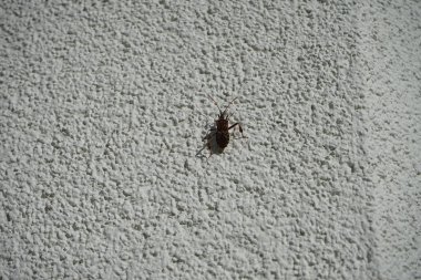 Leptoglossus occidentalis Ekim ayında bir evin dış duvarında bulunur. Batı kozalaklı kozalaklı böcek (