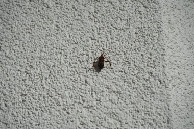 Leptoglossus occidentalis Ekim ayında bir evin dış duvarında bulunur. Batı kozalaklı kozalaklı böcek (