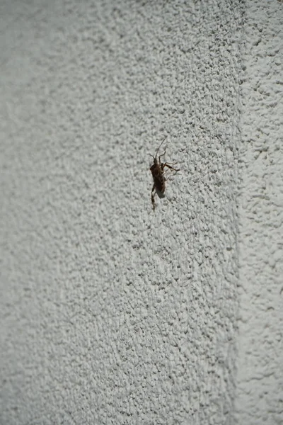 Leptoglossus occidentalis Ekim ayında bir evin dış duvarında bulunur. Batı kozalaklı kozalaklı böcek (