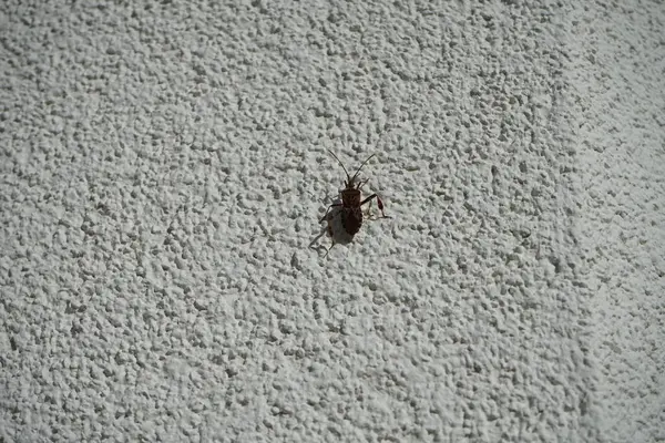 Leptoglossus occidentalis Ekim ayında bir evin dış duvarında bulunur. Batı kozalaklı kozalaklı böcek (