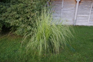 Cortaderia selloana sonbaharda büyür. Cortaderia selloana, Poaceae familyasından bir bitki türü. Pampas otları olarak da bilinir. Berlin, Almanya 