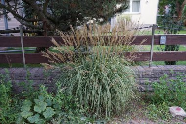 Miscanthus Sinensis eylül ayında çitin yakınında büyüyor. Miscanthus sinensis, Çimengiller (Poaceae) familyasından bir bitki türü. Berlin, Almanya
