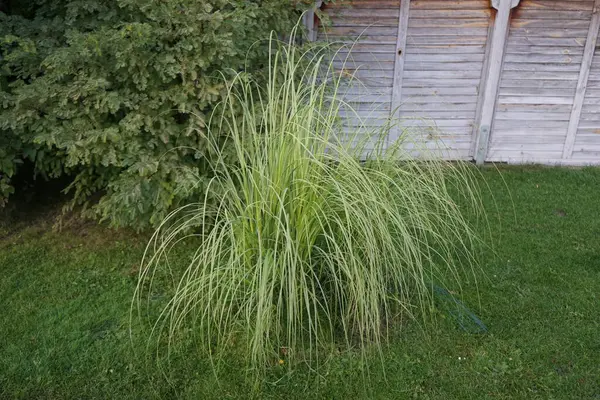 Cortaderia selloana sonbaharda büyür. Cortaderia selloana, Poaceae familyasından bir bitki türü. Pampas otları olarak da bilinir. Berlin, Almanya 