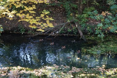 Aix galericulata su kuşu Ekim ayında Wuhle nehrinin yakınlarında yaşar. Mandarin ördeği (