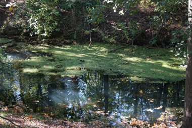 Aix galericulata su kuşu Ekim ayında Wuhle nehrinin yakınlarında yaşar. Mandarin ördeği (