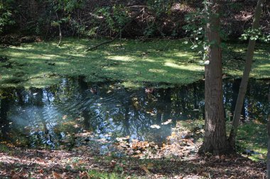 Aix galericulata su kuşu Ekim ayında Wuhle nehrinin yakınlarında yaşar. Mandarin ördeği (