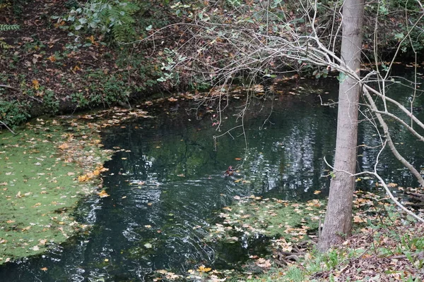 Aix galericulata, Ekim ayında Wuhle nehri boyunca yüzer. Mandarin ördeği (