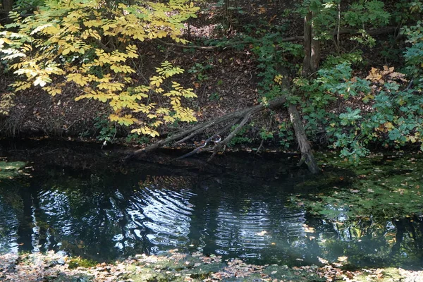Aix galericulata su kuşu Ekim ayında Wuhle nehrinin yakınlarında yaşar. Mandarin ördeği (