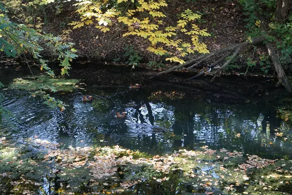 Aix galericulata su kuşu Ekim ayında Wuhle nehrinin yakınlarında yaşar. Mandarin ördeği (