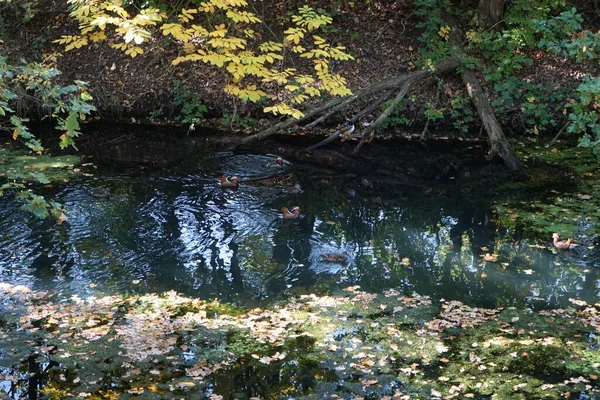 Aix galericulata su kuşu Ekim ayında Wuhle nehrinin yakınlarında yaşar. Mandarin ördeği (