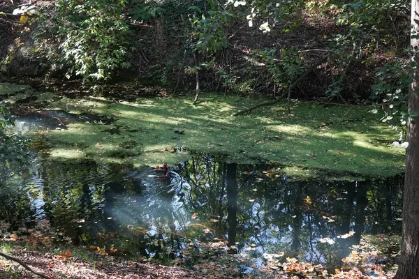 Aix galericulata su kuşu Ekim ayında Wuhle nehrinin yakınlarında yaşar. Mandarin ördeği (