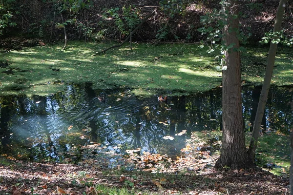 Aix galericulata su kuşu Ekim ayında Wuhle nehrinin yakınlarında yaşar. Mandarin ördeği (