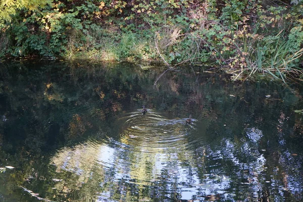 Gallinula kloropus kuşları ekim ayında Wuhle nehri boyunca yüzerler. Dağ tavuğu (