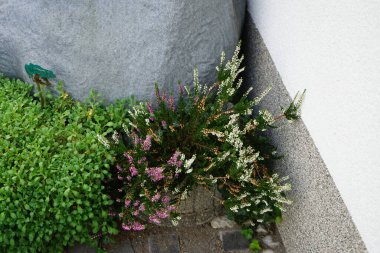 Calluna vulgaris sonbaharda açar. Calluna vulgaris, çalıgiller (Ericaceae) familyasından çiçekli bir bitki türü olan Calluna vulgaris familyasından bir kuş türü. Berlin, Almanya