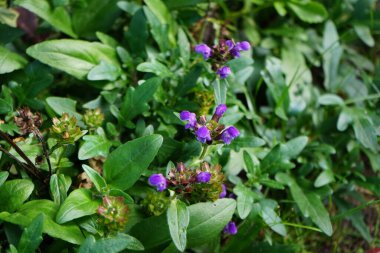 Prunella grandiflora blooms with purple flowers in autumn. Prunella grandiflora, the large-flowered selfheal, is an ornamental plant in the family Lamiaceae. Berlin, Germany  clipart