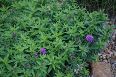 Aster nova-angliae 'Purple Dome' ekim ayında mor çiçeklerle açar. Aster, Asteraceae familyasından bir bitki cinsidir. Berlin, Almanya