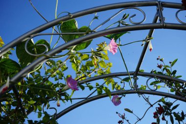 Ipomoea purpurea 'Gıdıkla Beni Pembesi' sonbaharda açar. Ipomoea purpurea, Ipomoea familyasından bir kuş türü. Berlin, Almanya 