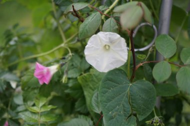 Ipomoea 'nın üç renkli' İnci Kapıları 've Ipomoea purpurea' Pembe Gıdıkla 'çiçekleri Ekim' de açılır. Ipomoea tricolor, Convolvulaceae familyasından bir çicek türü. Berlin, Almanya